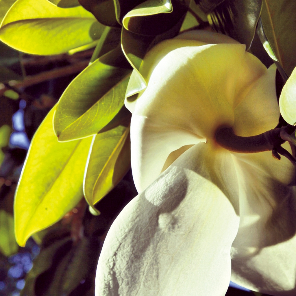 photograph from the collection <i>flora</i> by Mark Paul Petrick