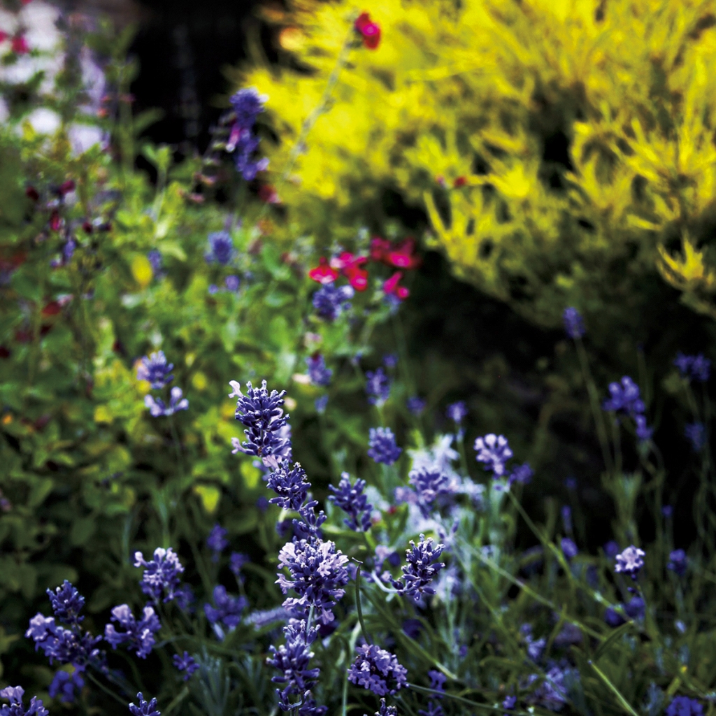 photograph from the collection <i>flora</i> by Mark Paul Petrick