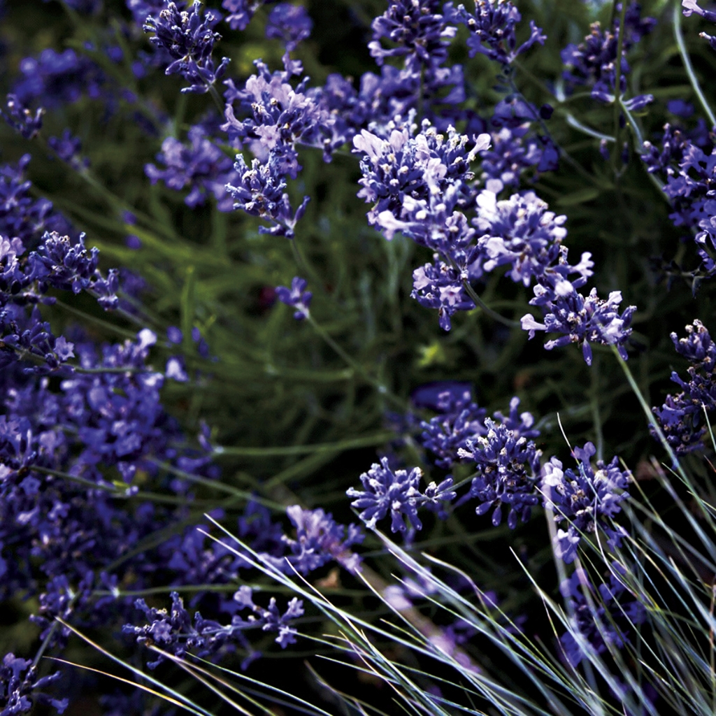 photograph from the collection <i>flora</i> by Mark Paul Petrick