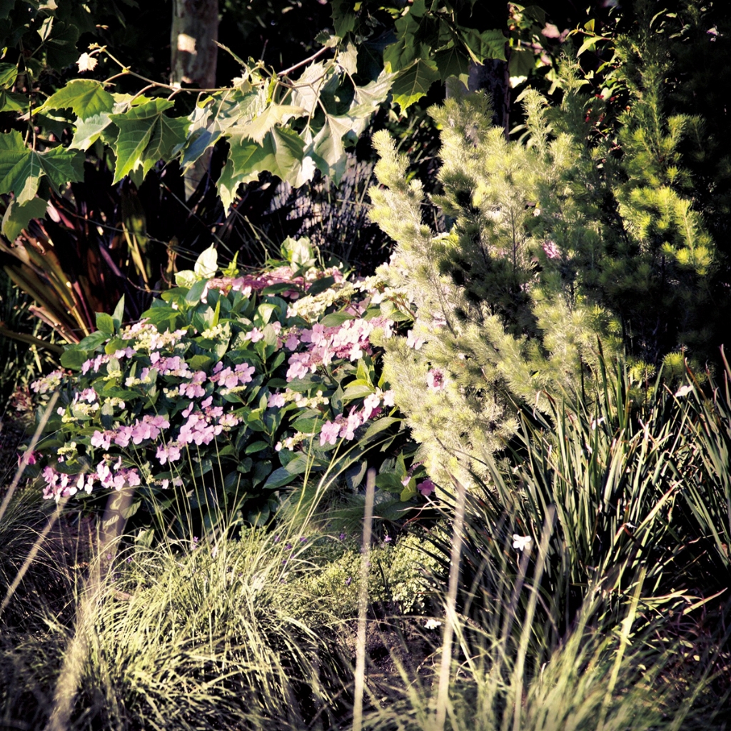 photograph from the collection <i>flora</i> by Mark Paul Petrick