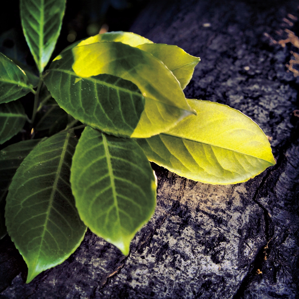 photograph from the collection <i>flora</i> by Mark Paul Petrick