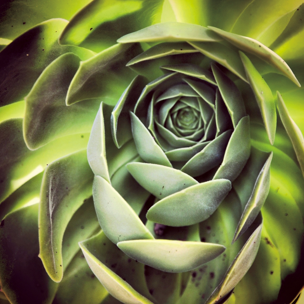 photograph from the collection <i>flora</i> by Mark Paul Petrick