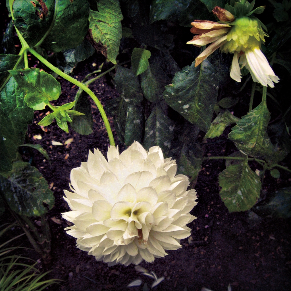 photograph from the collection <i>flora</i> by Mark Paul Petrick