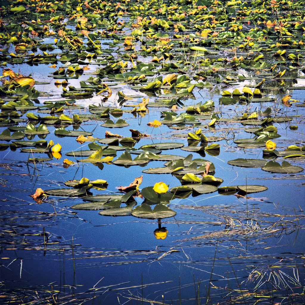 photograph from the collection <i>flora</i> by Mark Paul Petrick